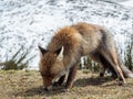 Red fox (Vulpes vulpes) ready to hunt Royalty Free Stock Photo