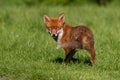 Red Fox, Vulpes vulpes