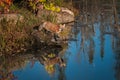 Red Fox Vulpes vulpes With Reflection