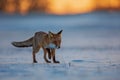 Red fox Vulpes vulpes running early in the morning Royalty Free Stock Photo