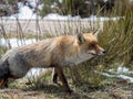 Red fox (Vulpes vulpes) showing