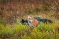 Red Fox Vulpes vulpes with Silver Fox Crossing Behind