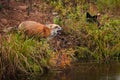 Red Fox Vulpes vulpes With Silver Fox in Weeds