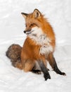 Red Fox (Vulpes vulpes) Sits in the Snow