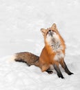 Red Fox (Vulpes vulpes) Sits in Snow Looking Up