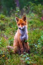 Red fox (Vulpes vulpes) sitting in the forest at Summer