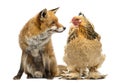 Red fox, Vulpes vulpes, sitting next to a Hen, looking at each Royalty Free Stock Photo