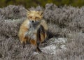 Red Fox Sitting on a Sand Dune Royalty Free Stock Photo