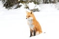 Red fox Vulpes vulpes sitting in the snow in Algonquin Park in winter Royalty Free Stock Photo