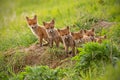 Red fox, vulpes vulpes, small young cubs near den curiously weatching around