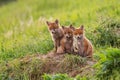 Red fox, vulpes vulpes, small young cubs near den curiously weatching around Royalty Free Stock Photo