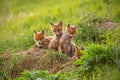 Red fox, vulpes vulpes, small young cubs near den curiously weatching around Royalty Free Stock Photo