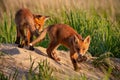 Red fox, vulpes vulpes, small young cubs near den playing. Royalty Free Stock Photo