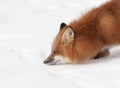 Red Fox (Vulpes vulpes) Sniff Royalty Free Stock Photo