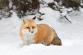 Red fox (Vulpes vulpes) with a bushy tail isolated on white background hunting in the freshly fallen snow in Algonquin