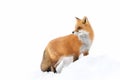 Red fox (Vulpes vulpes) with a bushy tail isolated on white background hunting in the freshly fallen snow in Algonquin Royalty Free Stock Photo