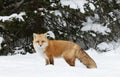 Red fox Vulpes vulpes in Algonquin Park in winter Royalty Free Stock Photo