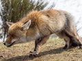 Red fox (Vulpes vulpes) stalking Royalty Free Stock Photo