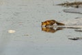 Red fox (vulpes vulpes) stalking at the edge of ice in river