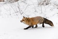 Red Fox Vulpes vulpes Stalks Left Through Snow Winter Royalty Free Stock Photo