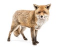 Red Fox, Vulpes vulpes, standing Royalty Free Stock Photo