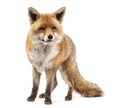 Red fox, Vulpes vulpes, standing Royalty Free Stock Photo