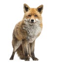 Red fox, Vulpes vulpes, standing, isolated Royalty Free Stock Photo