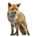 Red fox, Vulpes vulpes, standing, isolated Royalty Free Stock Photo