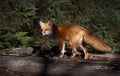 Red fox Vulpes vulpes standing in the snow in Algonquin Park in winter in Canada Royalty Free Stock Photo