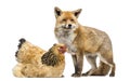 Red fox, Vulpes vulpes, standing next to a Hen, lying