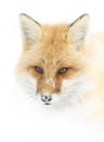 A Red fox Vulpes vulpes standing in the winter snow in Algonquin Park, Canada Royalty Free Stock Photo