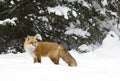 A Red fox Vulpes vulpes standing in the winter snow in Algonquin Park, Canada Royalty Free Stock Photo