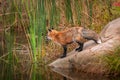 Red Fox Vulpes vulpes Stands on Slope of Rock Royalty Free Stock Photo