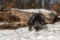 Red Fox Vulpes vulpes Steps Forward Sniffing in Snow Winter Royalty Free Stock Photo