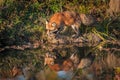 Red Fox Vulpes vulpes Steps with Reflection