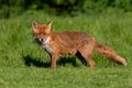 Red Fox, Vulpes vulpes