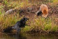 Red Fox (Vulpes vulpes) Threatens Silver Fox