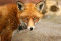 Red Fox, Vulpes Vulpes, UK Royalty Free Stock Photo