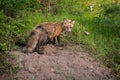 Red Fox (Vulpes vulpes) Vixen Guards Den Entrance and Kits