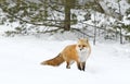 Red fox (Vulpes vulpes) with a bushy tail isolated on white background hunting in the freshly fallen snow in Algonquin Royalty Free Stock Photo