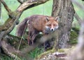 Red fox walking through trees