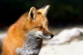 Red fox Vulpes vulpes in winter in Algonquin Park Royalty Free Stock Photo