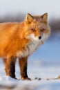 Red fox (Vulpes vulpes). Winter portrait of a fox close up