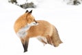 Red fox (Vulpes vulpes) with a bushy tail isolated on white background hunting in the freshly fallen snow in Algonquin Royalty Free Stock Photo