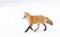 Red fox (Vulpes vulpes) with a bushy tail isolated on white background hunting in the freshly fallen snow in Algonquin Royalty Free Stock Photo