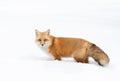 Red fox (Vulpes vulpes) with a bushy tail isolated on white background hunting in the freshly fallen snow in Algonquin