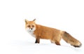 Red fox (Vulpes vulpes) with a bushy tail isolated on white background hunting in the freshly fallen snow in Algonquin