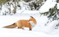 Red fox Vulpes vulpes with bushy tail in the winter snow in Algonquin Park, Canada Royalty Free Stock Photo