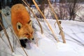 Red Fox, Vulpes vulpes, Yellowknife, Northwest Territories