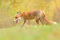Red fox Vulpes vulpes young puppy cub canine beast forest meadows life animal in countryside beautiful fur and eyes
